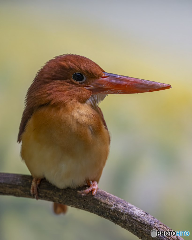 アカショウビン