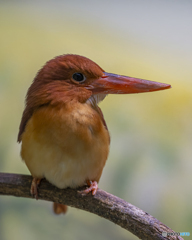 アカショウビン