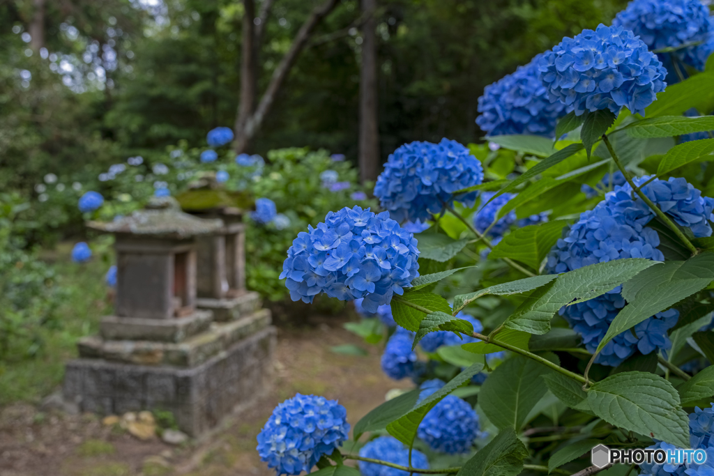 浄土寺の紫陽花①