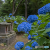 浄土寺の紫陽花①