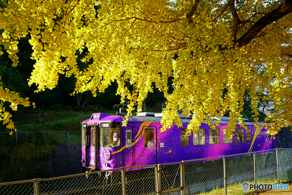 佐用の大イチョウと電車①