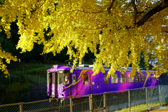 佐用の大イチョウと電車①