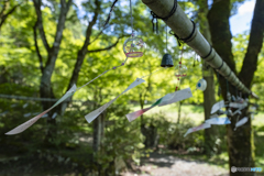 夏の高源寺①