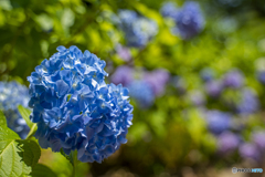 紫陽花②