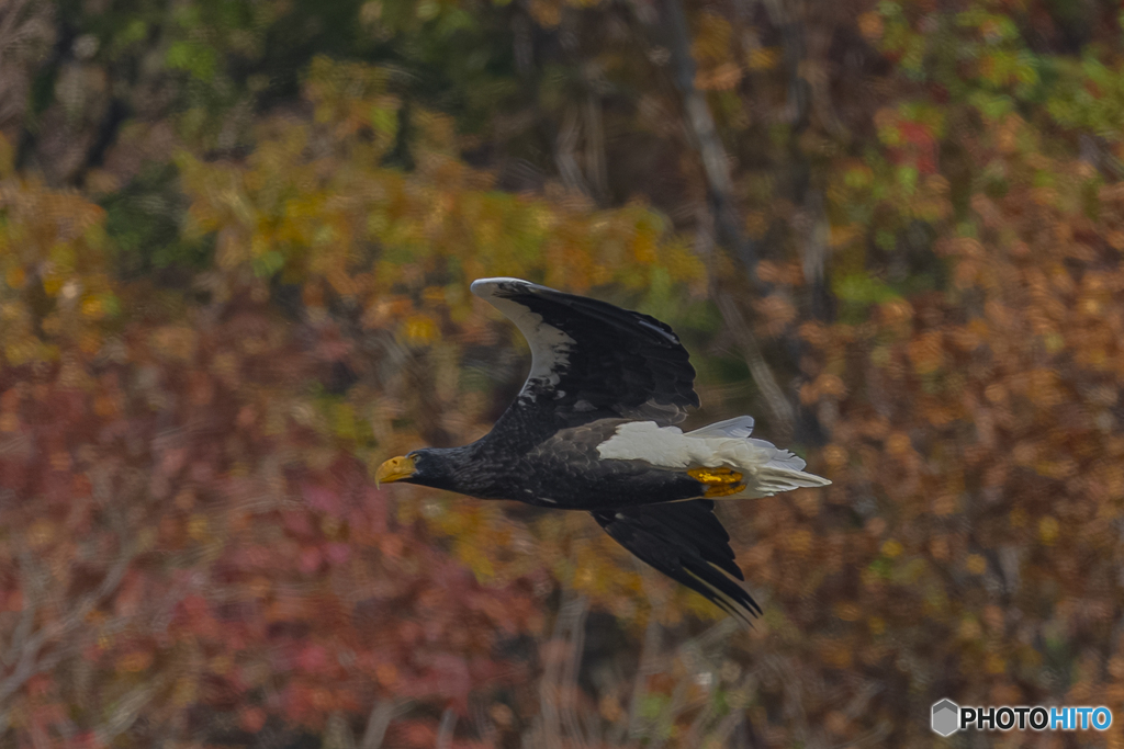 山本山のおばあちゃん④