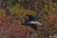 山本山のおばあちゃん④