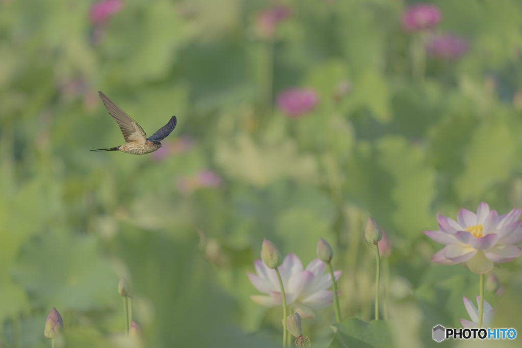 蓮の花とツバメ①