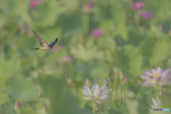 蓮の花とツバメ①