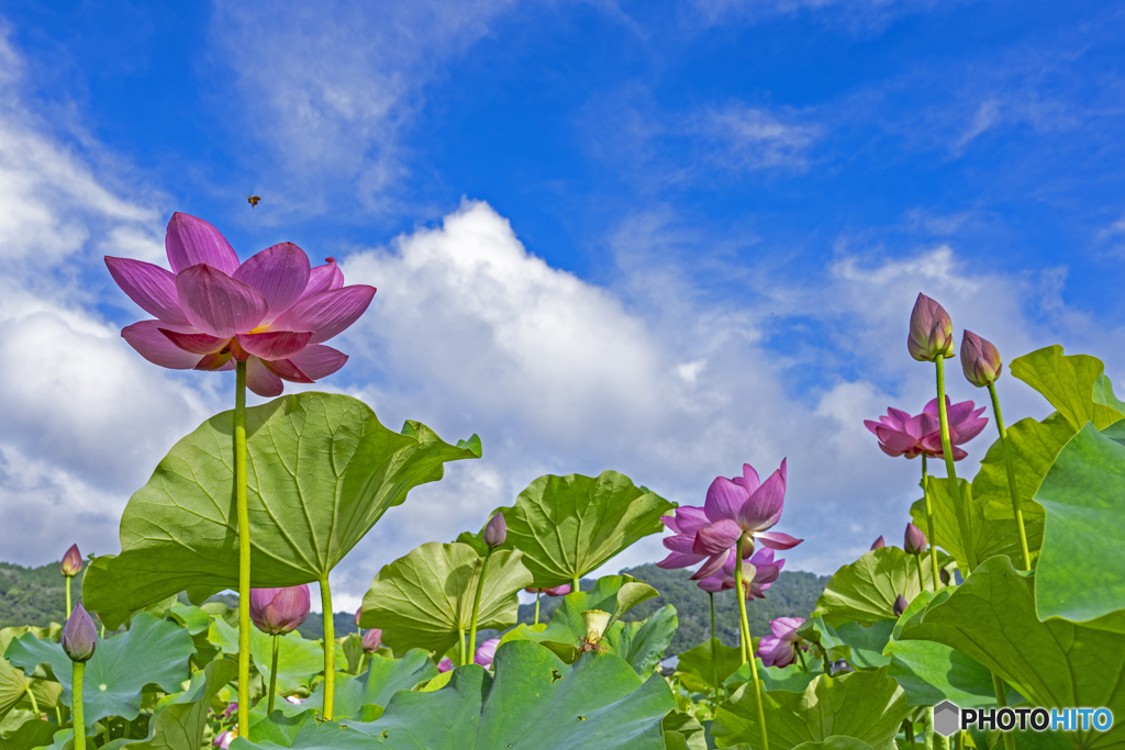 青空と蓮の花①