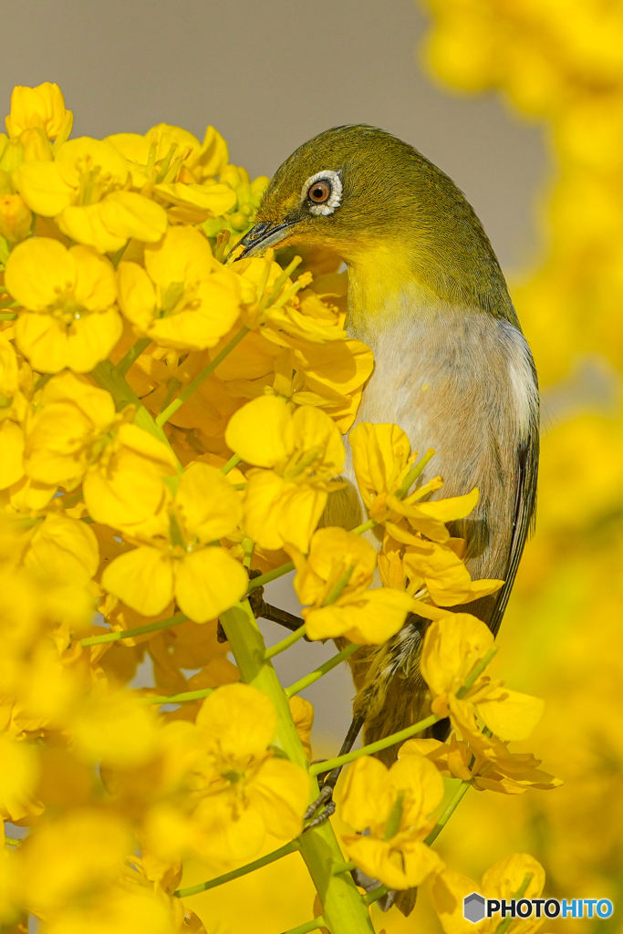菜の花とメジロ⑪