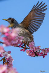 河津桜とヒヨドリ②