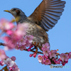 河津桜とヒヨドリ②