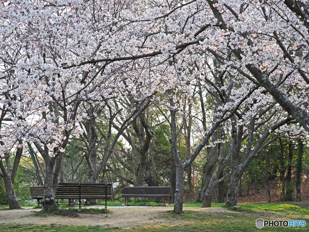 日岡山公園の桜②