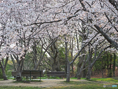 日岡山公園の桜②