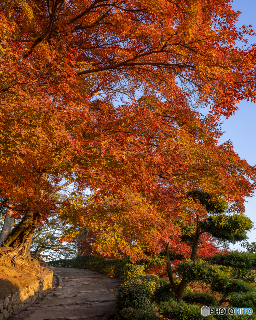姫路城の紅葉②