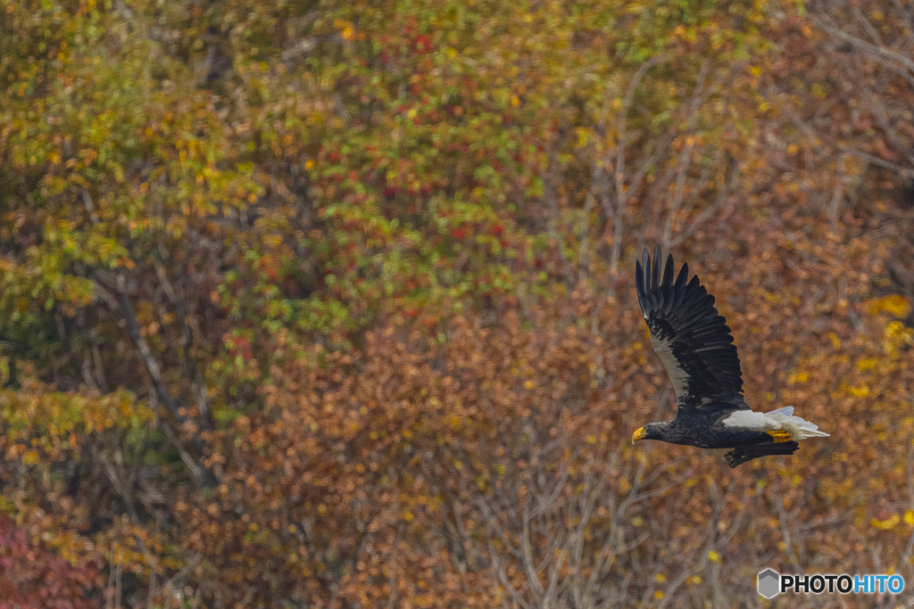 山本山のおばあちゃん③