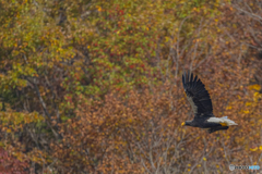 山本山のおばあちゃん③