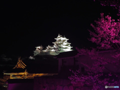 姫路城夜桜会