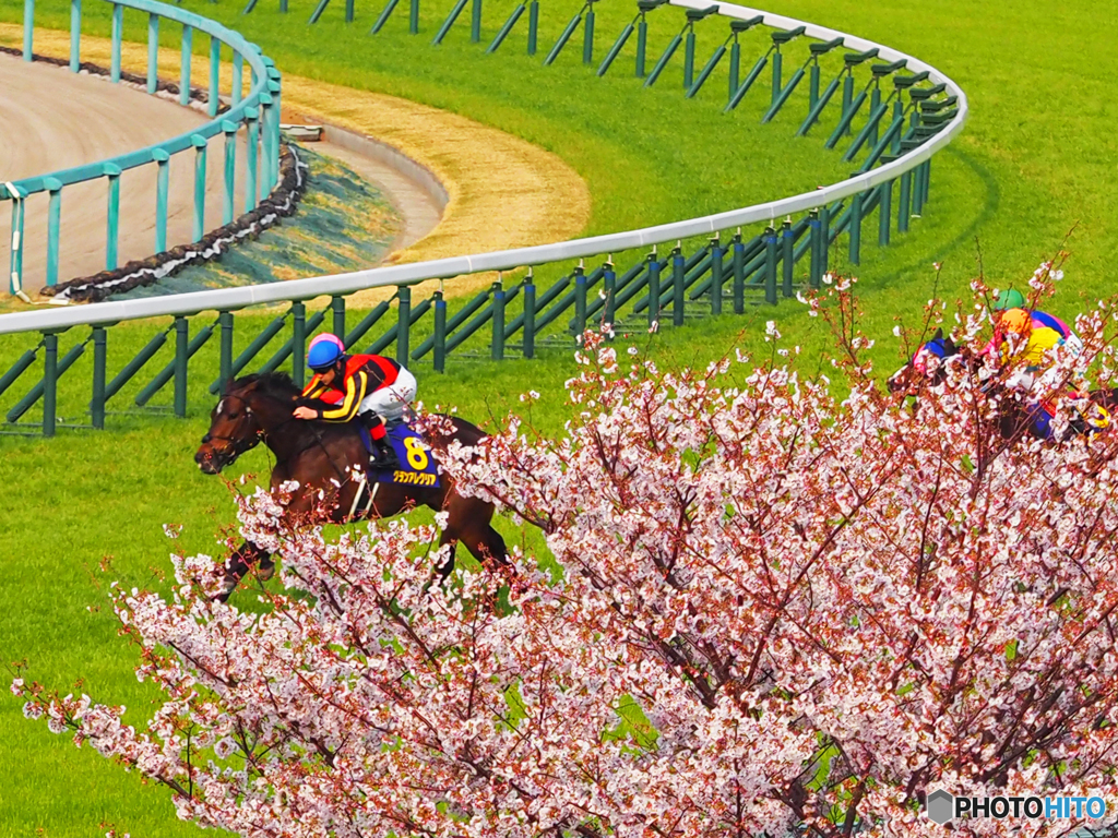 阪神競馬場の桜③