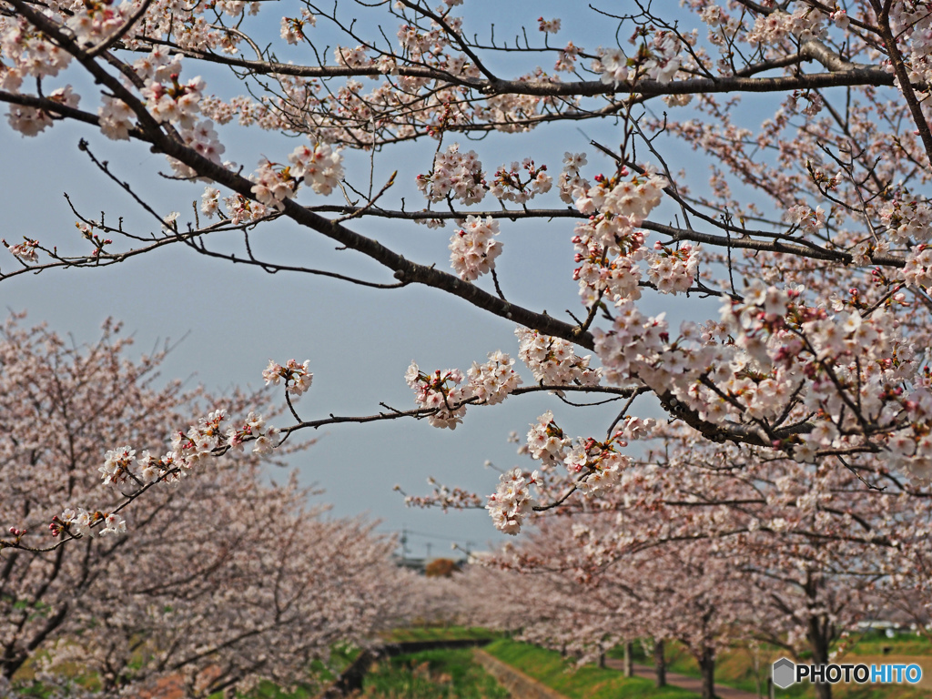 桜並木②