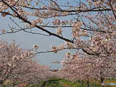 桜並木②