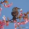 サクヒヨ