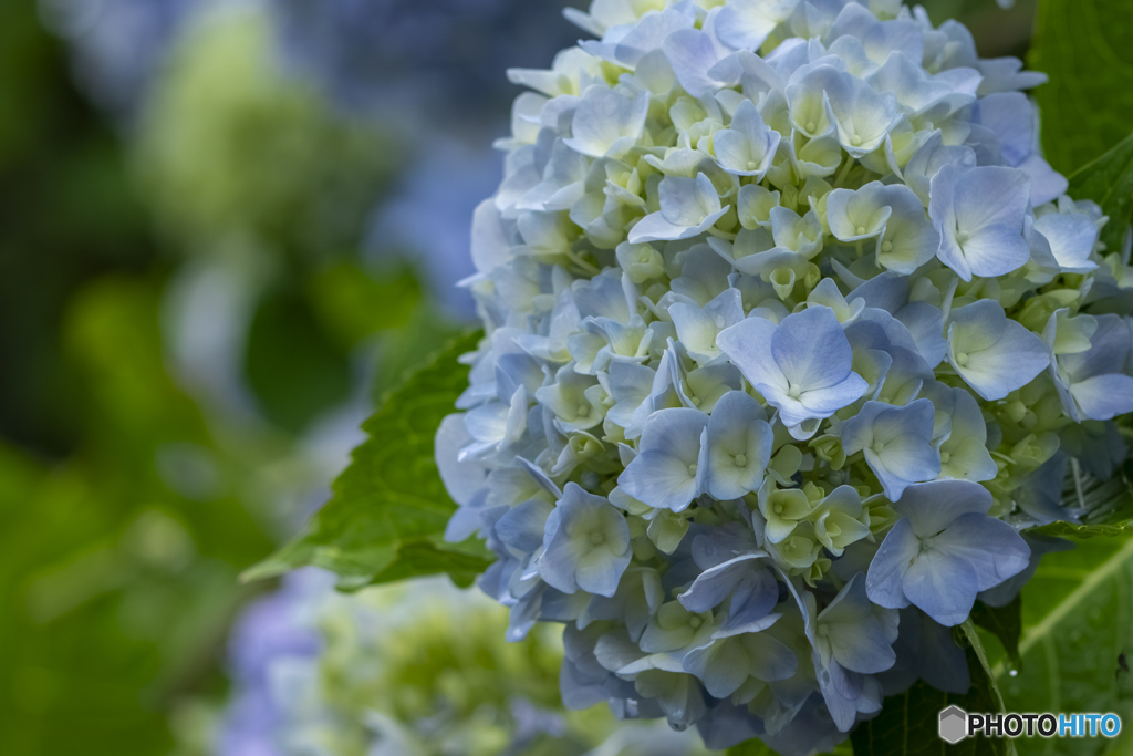 紫陽花
