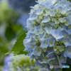 紫陽花
