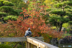 ハト