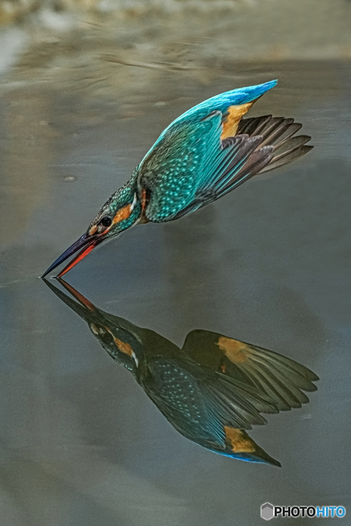 カワセミ②