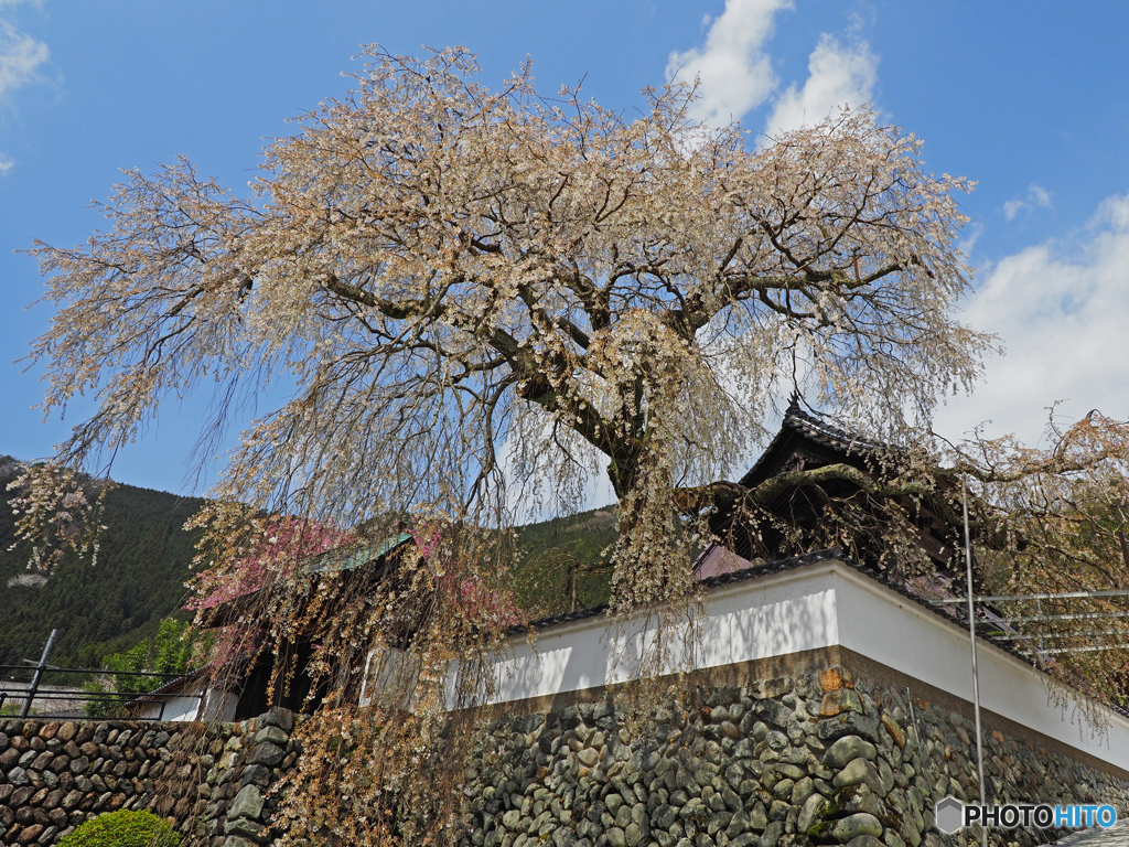 糸桜①