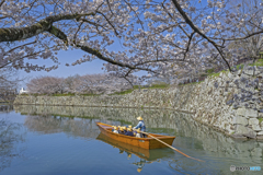 姫路城と桜③