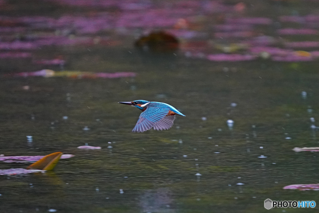 雨中のカワセミ