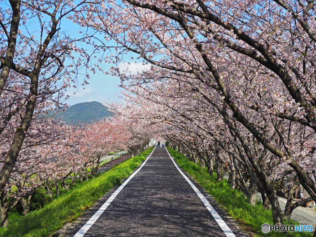 桜ロード