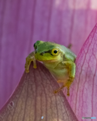 蓮の花とアマガエル②