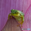 蓮の花とアマガエル②