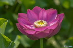 蓮の花④
