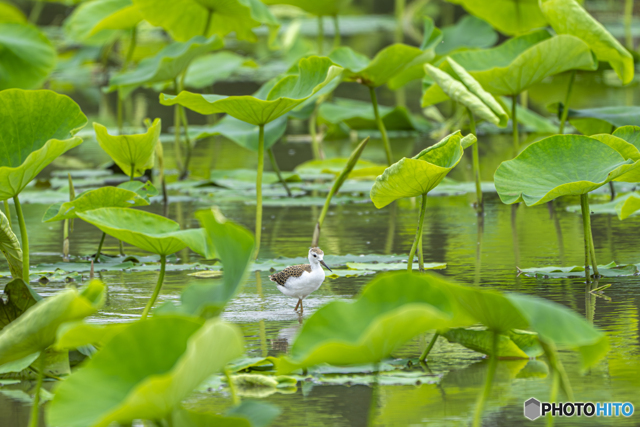 生き物写真集
