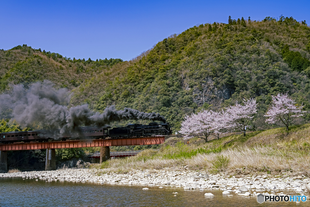 D51と桜①