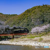 D51と桜①
