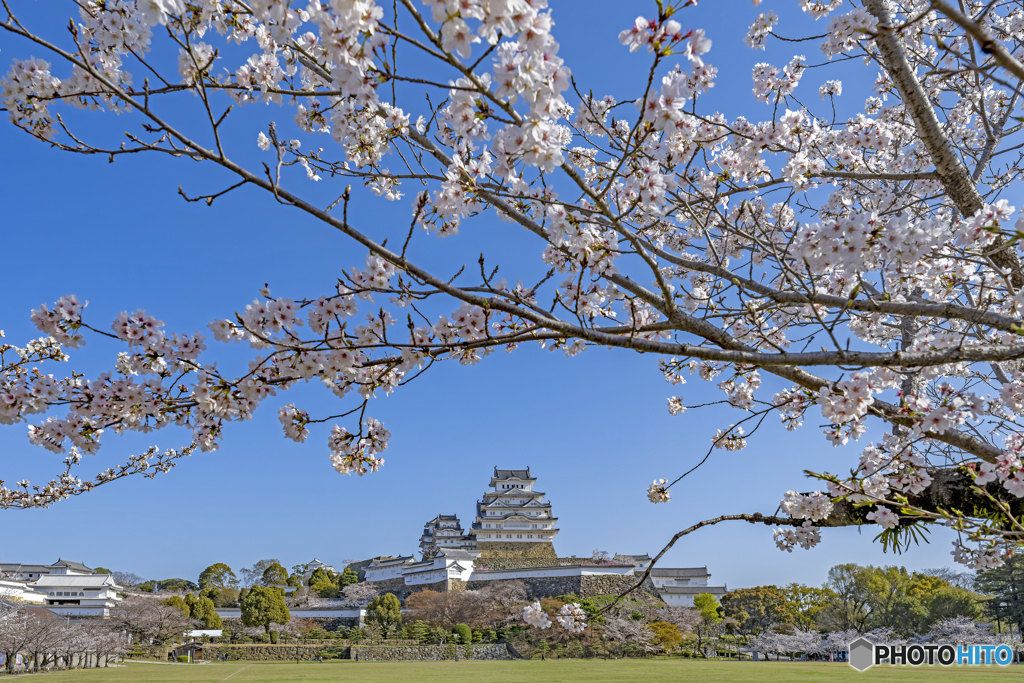 姫路城と桜⑤