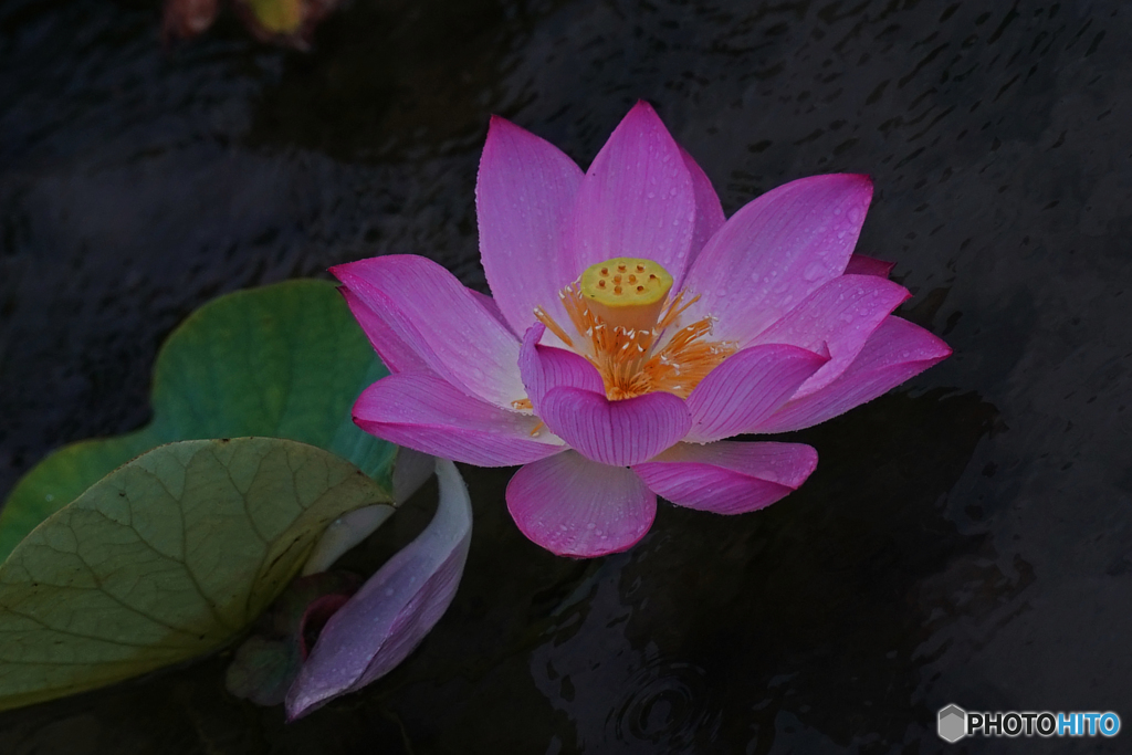 蓮の花④