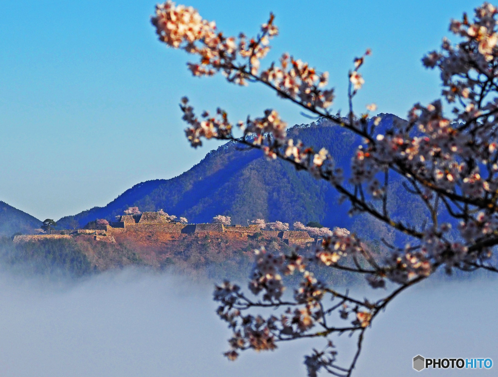 桜と雲海の竹田城跡⑥