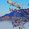 桜と雲海の竹田城跡⑥