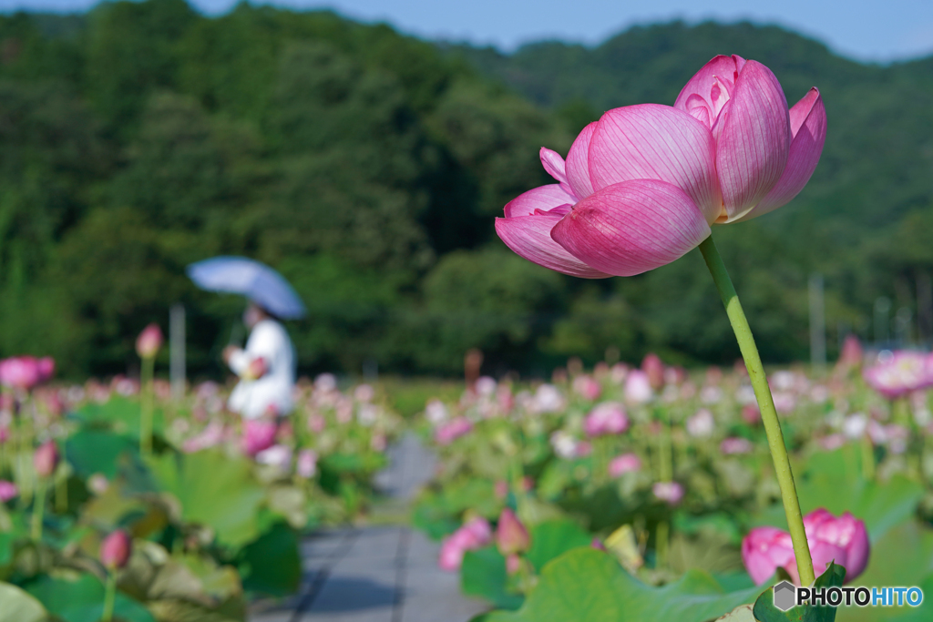 蓮の花②