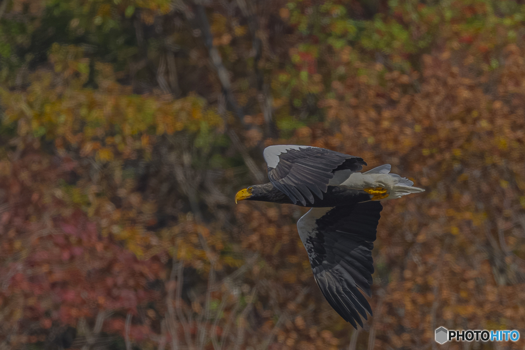 山本山のおばあちゃん②