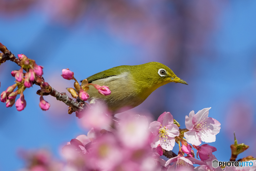 河津桜とメジロ①