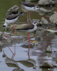 セイタカシギ②