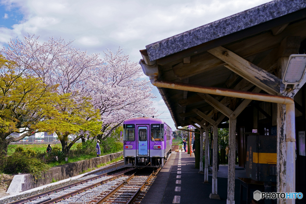 北条線と桜②