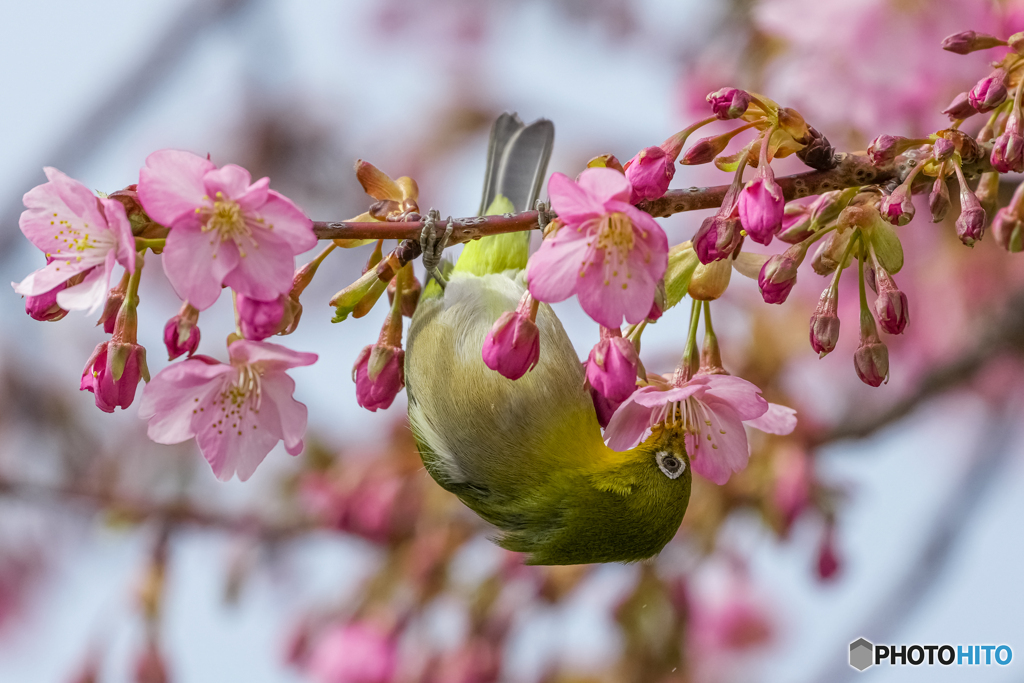 河津桜とメジロ⑧
